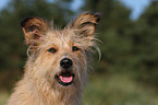 Irish-Terrier-Mongrel