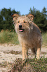 Irish-Terrier-Mongrel