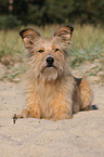 Irish-Terrier-Mongrel