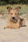 Irish-Terrier-Mongrel