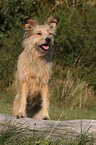 Irish-Terrier-Mongrel