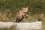 Irish-Terrier-Mongrel