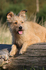 Irish-Terrier-Mongrel