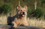 Irish-Terrier-Mongrel