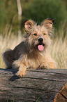 Irish-Terrier-Mongrel