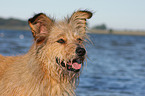 Irish-Terrier-Mongrel