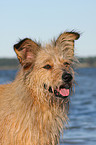 Irish-Terrier-Mongrel