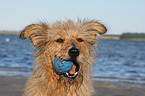 Irish-Terrier-Mongrel