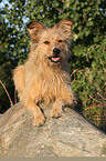 Irish-Terrier-Mongrel