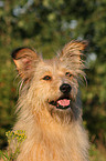 Irish-Terrier-Mongrel