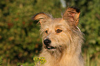 Irish-Terrier-Mongrel