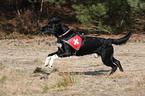 rescue dog