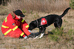 rescue dog