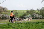 driving a Dogcart