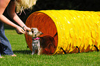 mongrel at agility