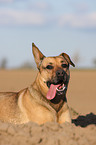 Boxer-German-Shepherd-mongrel