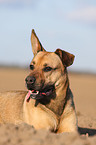 Boxer-German-Shepherd-mongrel