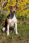 Parson-Russell-Terrier-mongrel