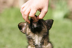 mongrel puppy