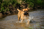 bathing mongrel