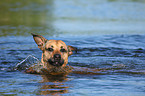 swimming mongrel