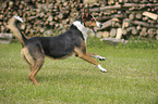 Appenzell-Mountain-Dog-Mongrel