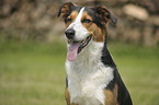 Appenzell-Mountain-Dog-Mongrel