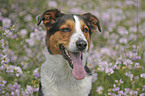 Appenzell-Mountain-Dog-Mongrel