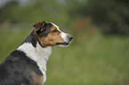 Appenzell-Mountain-Dog-Mongrel