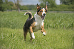 Appenzell-Mountain-Dog-Mongrel