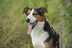 Appenzell-Mountain-Dog-Mongrel