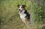 Appenzell-Mountain-Dog-Mongrel