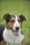 Appenzell-Mountain-Dog-Mongrel