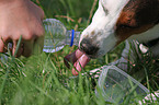 drinking mongrel