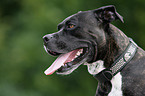 mongrel portrait