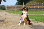 Border Collie crossbreed