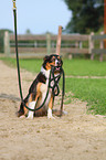 Border Collie crossbreed