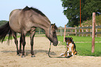 dog and horse