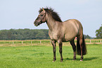 Konik crossbreed