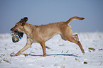 running dog