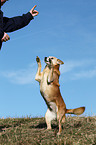 mongrel shows trick