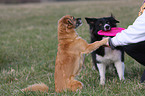 mongrel and Border Collie