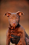 young mongrel