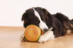 Border-Collie-Australian-Shepherd mongrel