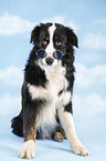 Border-Collie-Australian-Shepherd mongrel