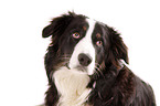 Border-Collie-Australian-Shepherd mongrel