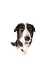 Border-Collie-Australian-Shepherd mongrel