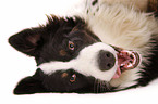 Border-Collie-Australian-Shepherd mongrel