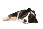 Border-Collie-Australian-Shepherd mongrel