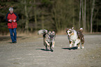 running dogs